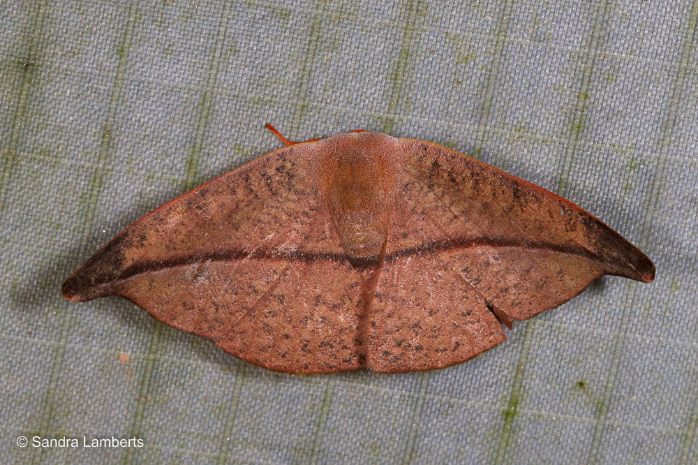 Oreta bicolor