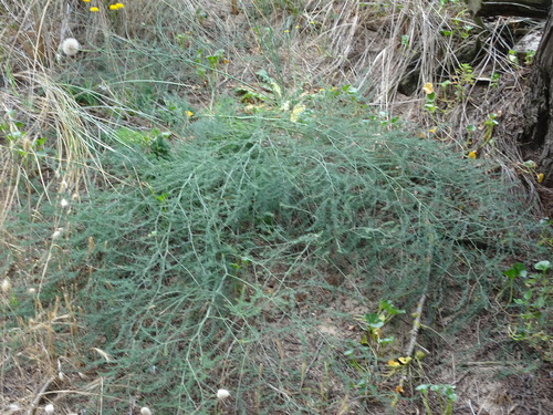 Asparagus prostratus, photograph 6