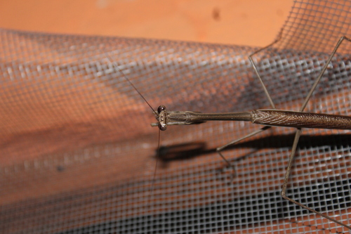 Giant Mexican Mantis photo 4