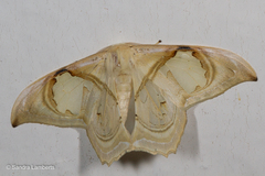 Macrauzata melanapex