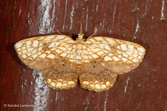 Drapetodes nummularia