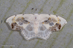 Leucoblepsis renifera