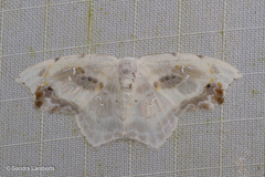 Leucoblepsis renifera