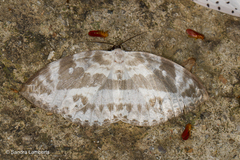 Cyclidia substigmaria