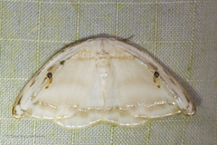 Callidrepana gelidata
