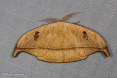 Callidrepana micacea