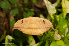 Callidrepana micacea