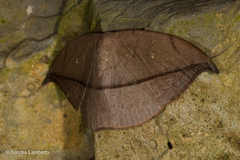 Albara reversaria