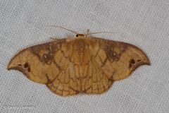 Tridrepana brunneilinea