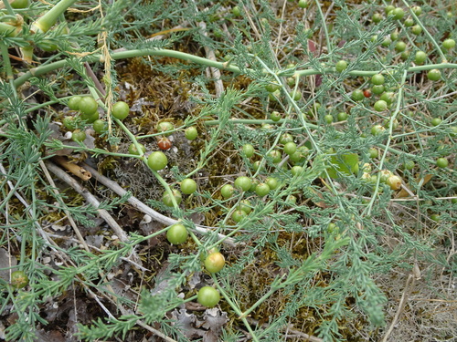Asparagus prostratus, photograph 5