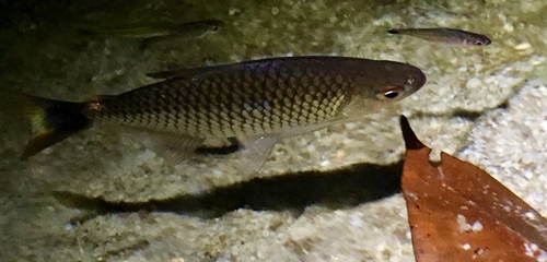 Acestrorhamphidae