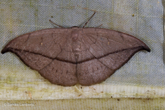 Albara reversaria
