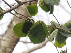 Rhynchosia volubilis