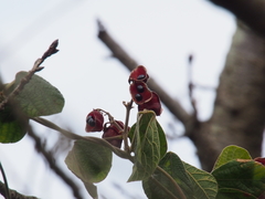 Rhynchosia volubilis