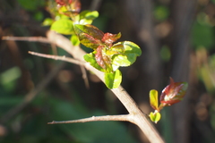 Sageretia thea