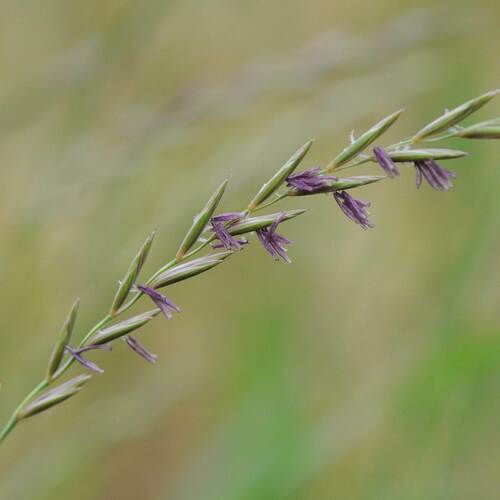 Paprastasis varputis nuotrauka