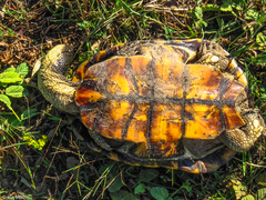 Acanthochelys macrocephala