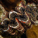 Tridacna noae - Photo (c) Glen Whisson,  זכויות יוצרים חלקיות (CC BY-NC), הועלה על ידי Glen Whisson