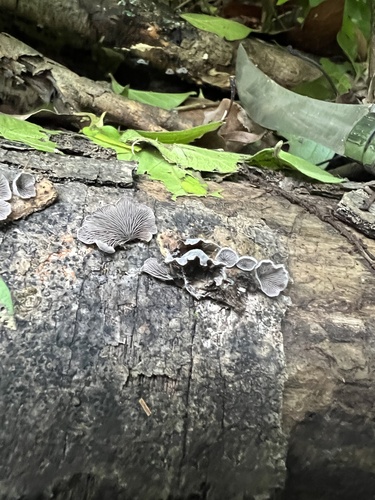 Resupinatus trichotis