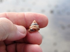 Bembicium
