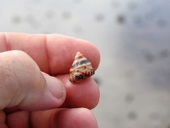 Bembicium
