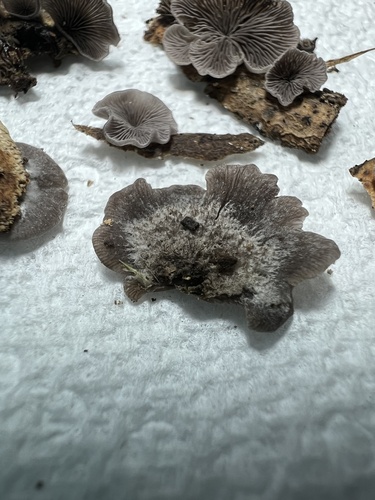Resupinatus trichotis (Photo 3 of 6)