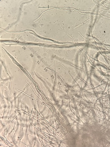 Resupinatus trichotis (Photo 4 of 6)