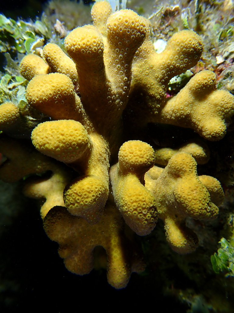 Ten-ray Star Coral