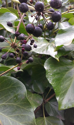 Mystery specimen