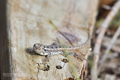 Sceloporus cozumelae