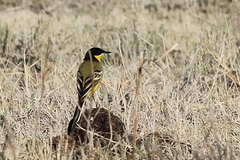 Motacilla flava feldegg