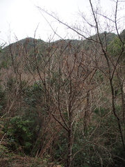 Toxicodendron trichocarpum