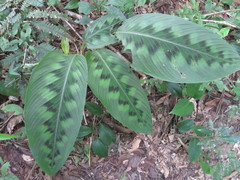 Goeppertia villosa