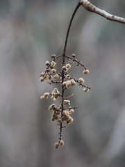 Toxicodendron trichocarpum