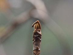 Toxicodendron trichocarpum