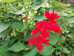 Salvia splendens