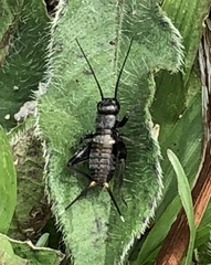 Teleogryllus