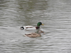 Anas platyrhynchos