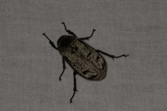 Dermolepida albohirtum