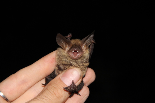 Myotis bechsteinii