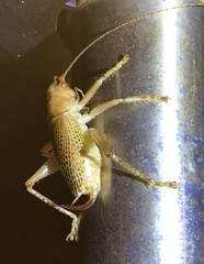 Ocellarnaca furcifera