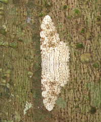 Thysania agrippina