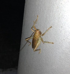Ocellarnaca furcifera
