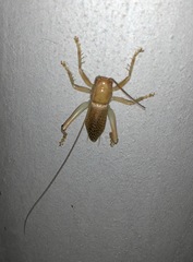 Ocellarnaca furcifera