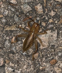 Ocellarnaca furcifera