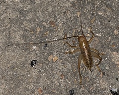 Ocellarnaca furcifera