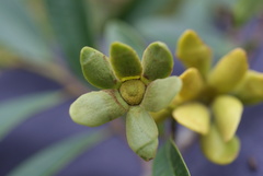 Guatteria blainii