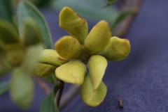 Guatteria blainii