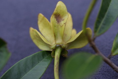Guatteria blainii