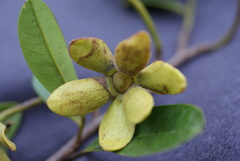 Guatteria blainii